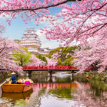 🌸 Temporada de Cerezos en Japón 2026: ¿Cuándo Viajar para Ver los Sakura en Tokio, Kioto y Osaka?